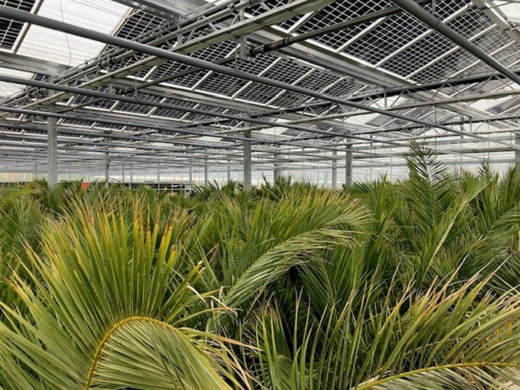 palmen